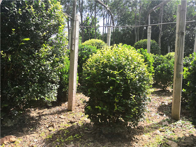 十大外围足球大平台