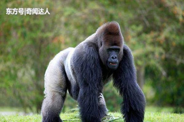 十大外围足球平台app手机版