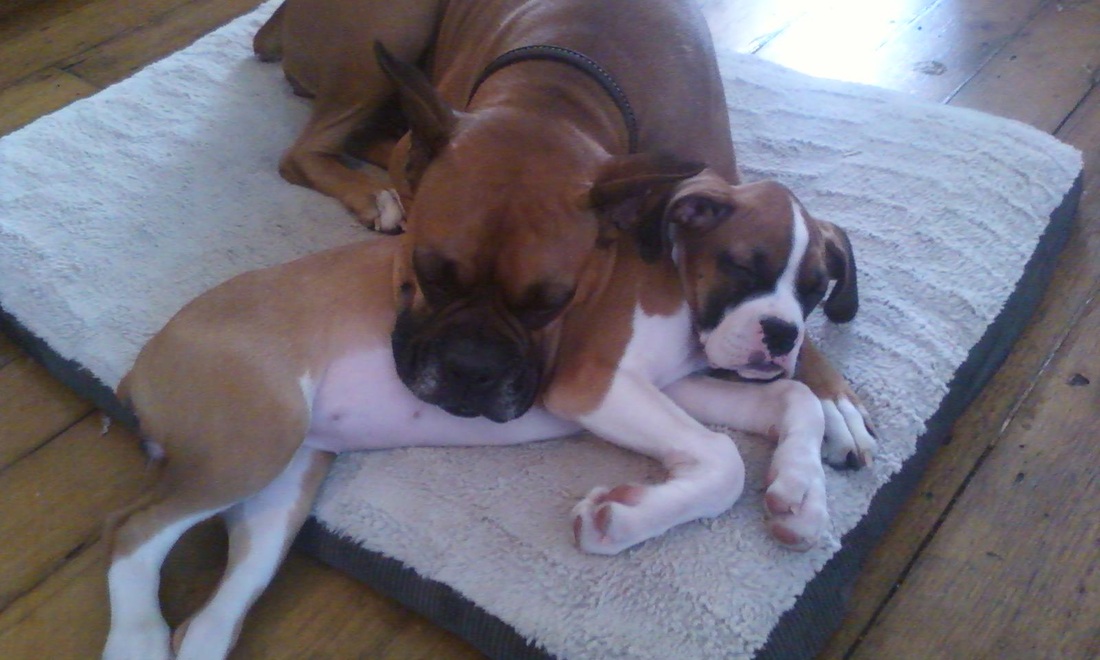 十大外围足球大平台