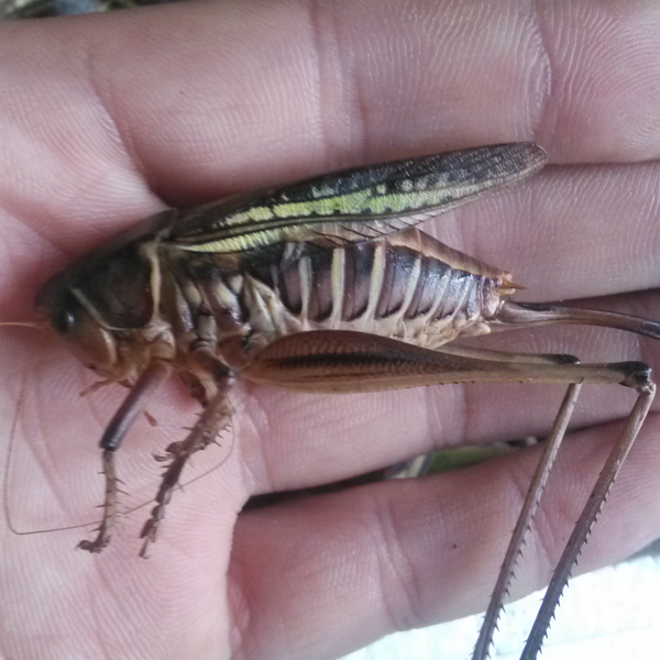 十大外围足球大平台