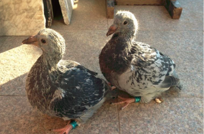 十大外围足球平台app