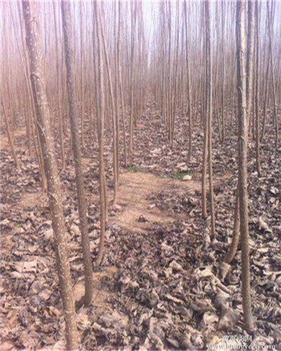 十大外围足球平台app手机版