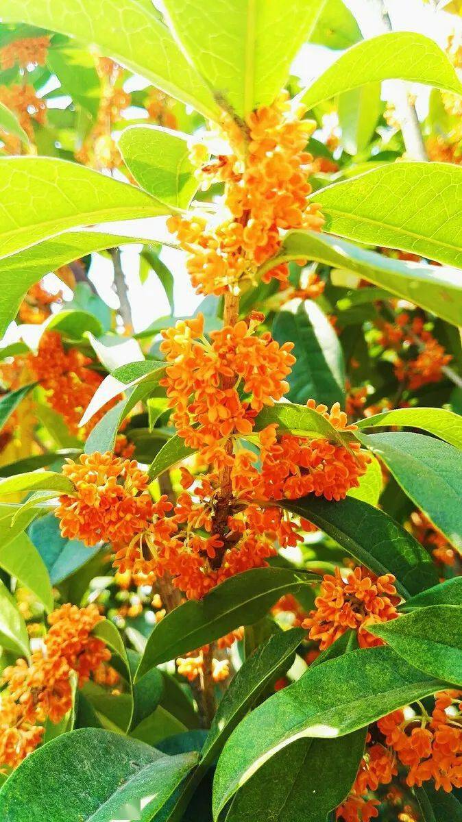 十大外围足球平台app手机版：【飞翔的声音】金桂香/刘化文朗诵季等你:飞翔(图5)